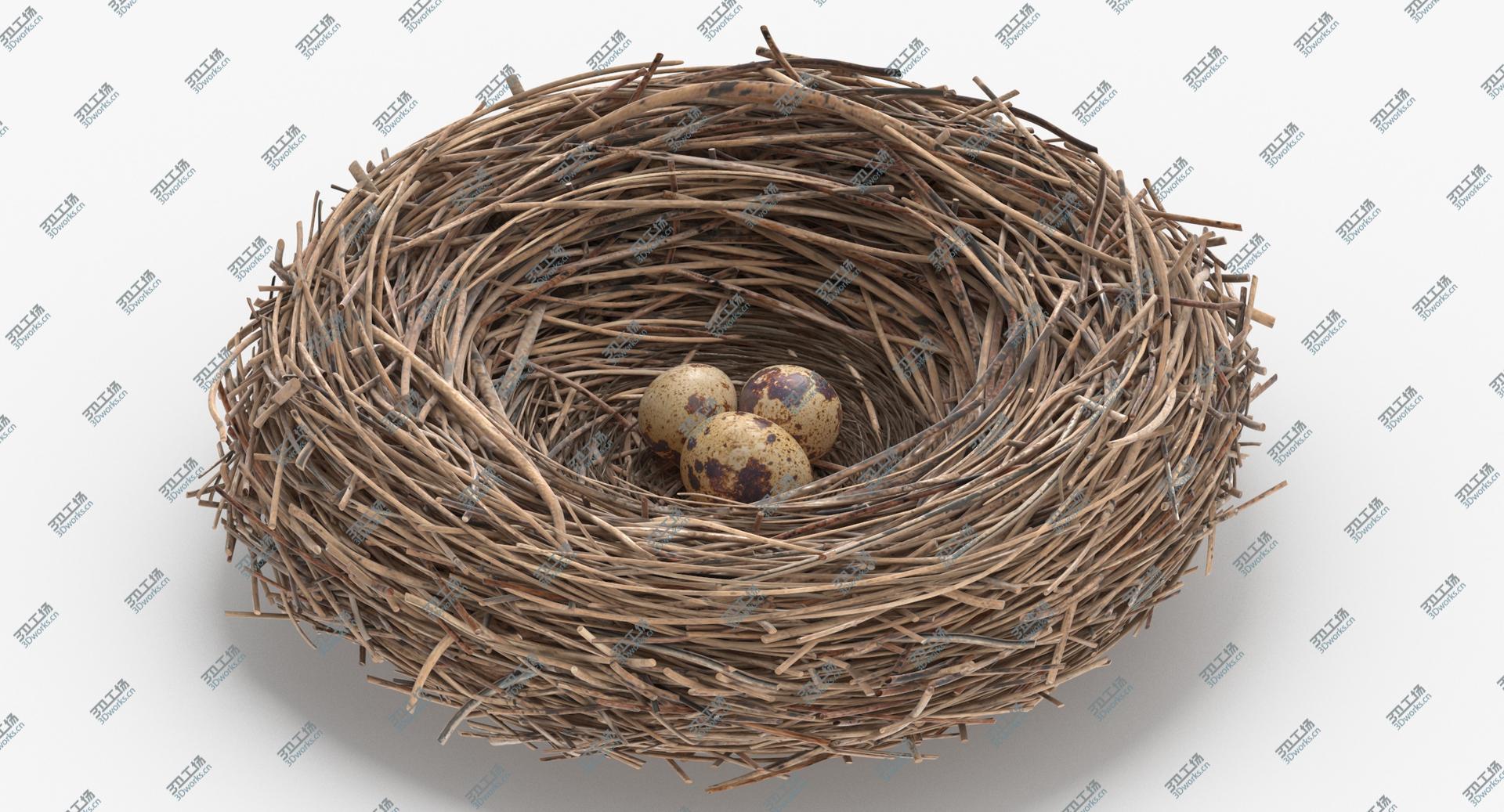 images/goods_img/2021040162/3D Bird Nest 03 With Quail Eggs model/3.jpg